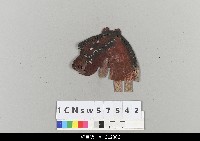 藏品(中國湖北皮影戲偶頭-馬)的圖片